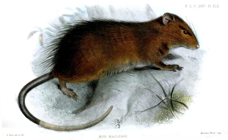 Christmas Island Rat (Rattus macleari)