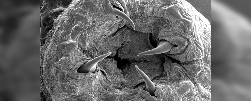 Endlich wissen wir, wie dem alptraumhaften Blutwurm Reißzähne aus Metall wachsen