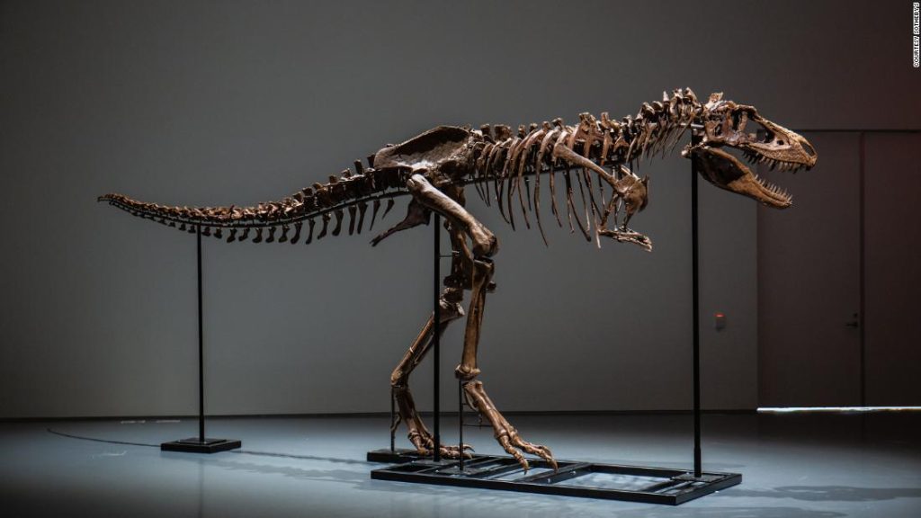 Dieses riesige Gorgosaurus-Fossil steht zur Versteigerung
