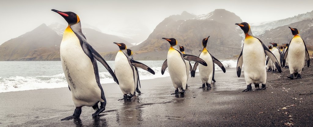 Wissenschaftler haben die DNA eines Pinguins analysiert und etwas sehr Faszinierendes herausgefunden