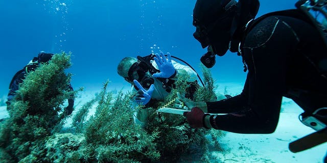 Taucher erkunden eine Wrackstelle auf den Bahamas.