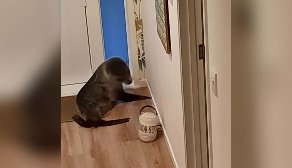 Das Siegel bricht in ein neuseeländisches Haus ein und schockiert die Familienkatze