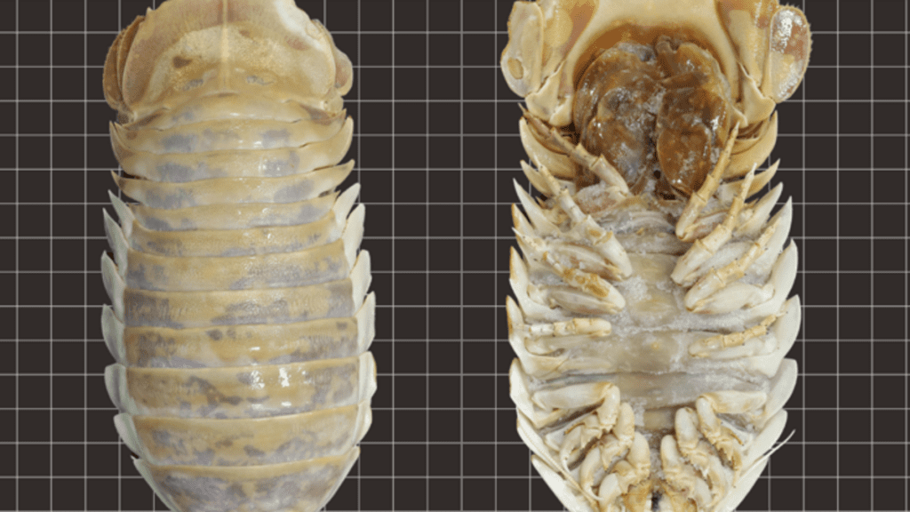 Im Golf von Mexiko wurde ein riesiges Tiefseeinsekt – Äh, Isopod – entdeckt