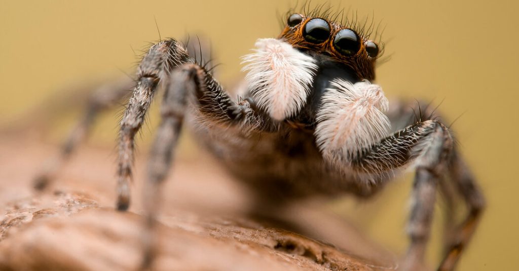 Spinnen sind in einem globalen Netz aus Fehlinformationen gefangen