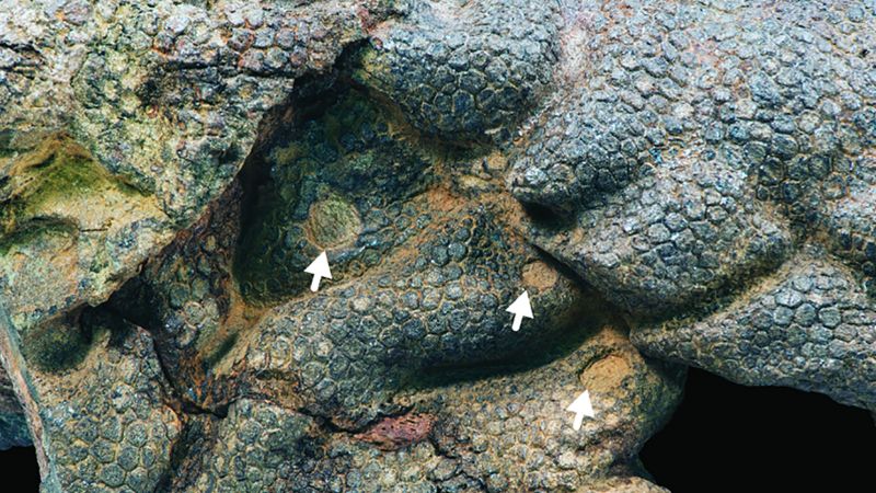 Mumifizierte Dinosaurierhaut knarzt von uralten Krokodilen